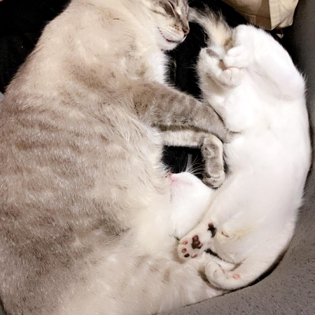 Our baby’s💓( Jasman & Muffin)