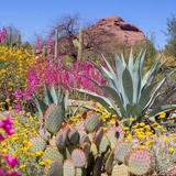 Desert Botanical Garden