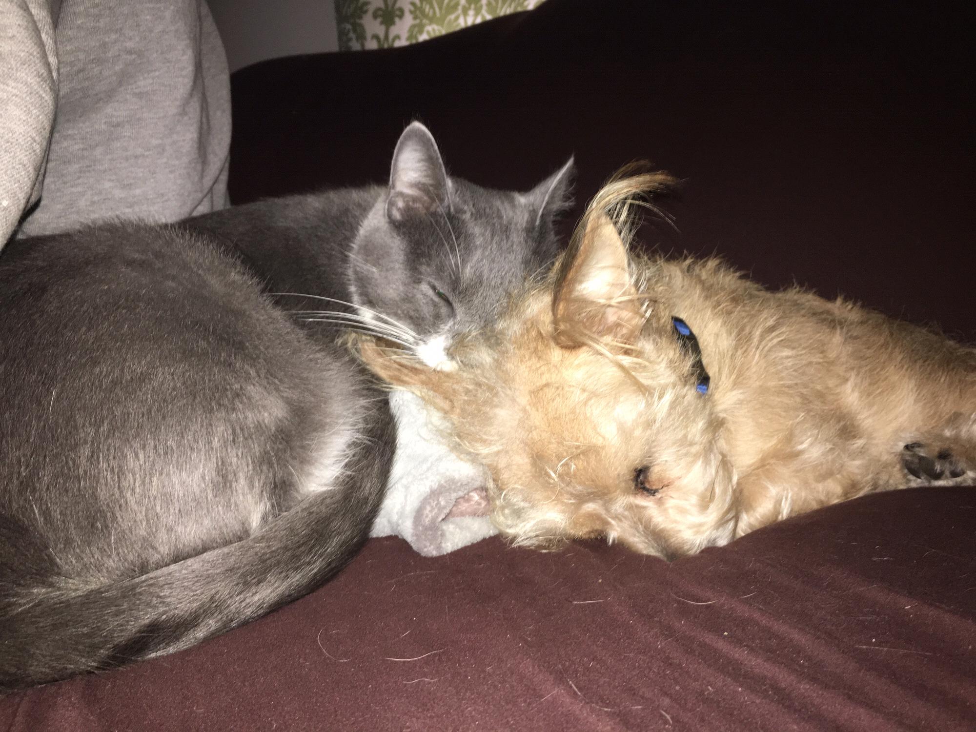 Oliver found us. May 2017
