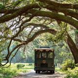Charleston Tea Garden