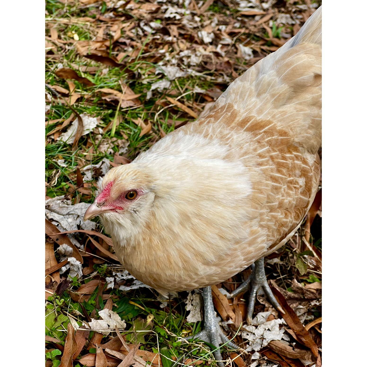Perico meaning parakeet in spanish got her name due to her tiny stature. She is our only bantum so she's roughly half the size of our largest birds.