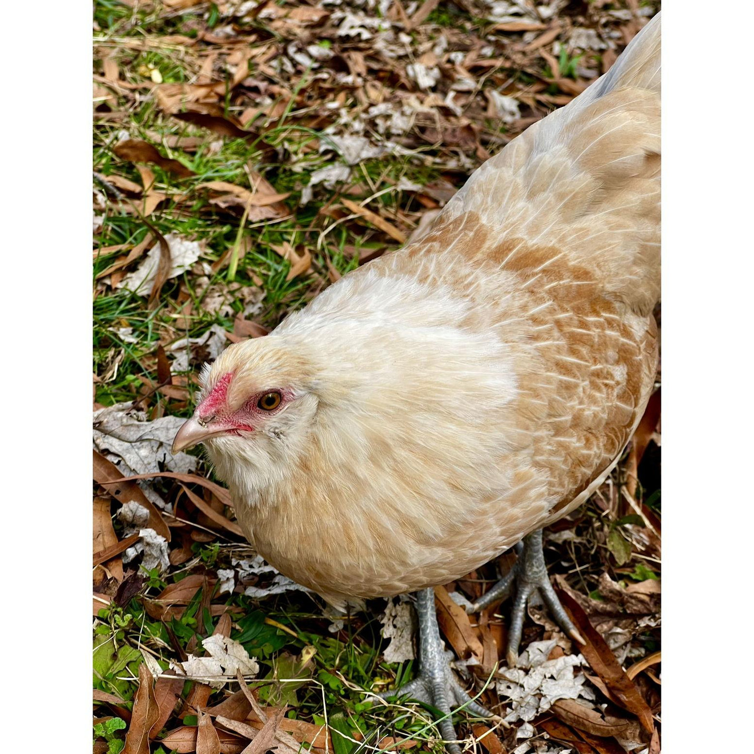 Perico meaning parakeet in spanish got her name due to her tiny stature. She is our only bantum so she's roughly half the size of our largest birds.