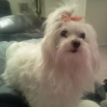 RIP Jewel April 23, 2007-August 19, 2021. We lost our sweet baby this year.
