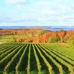 Wine Tasting and Tours