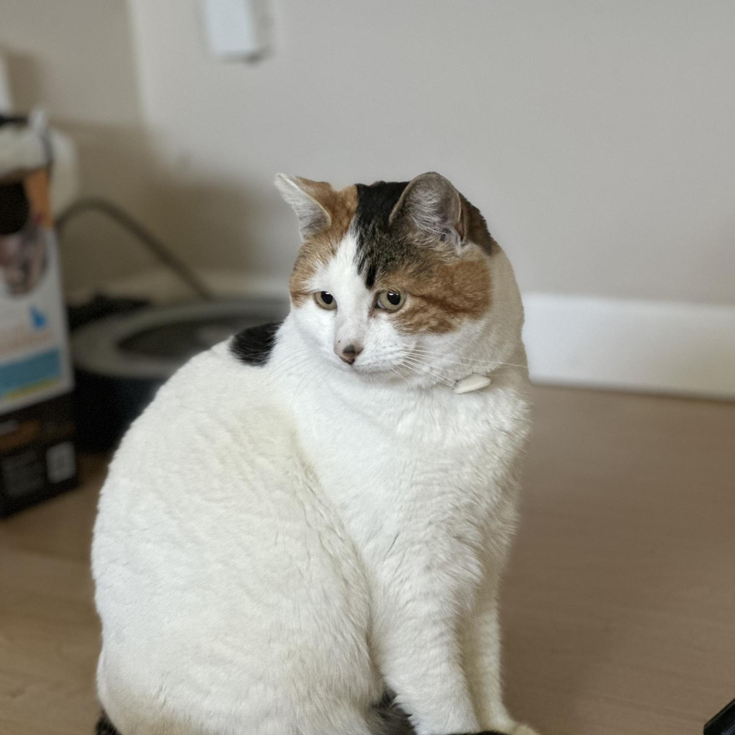 1/5/25 – Meet Neko! After a year roaming the neighborhood, LG & Neko finally became our family! 🐾

Đây là LG! Sau một năm lang thang quanh khu phố, LG & Neko cuối cùng đã gia nhập gia đình!