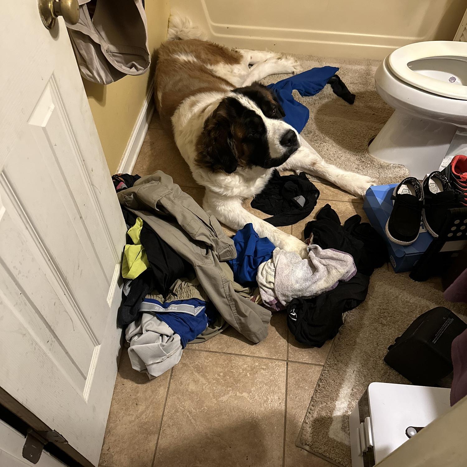Big girl wanted to sleep on our clothes- ole Maggie