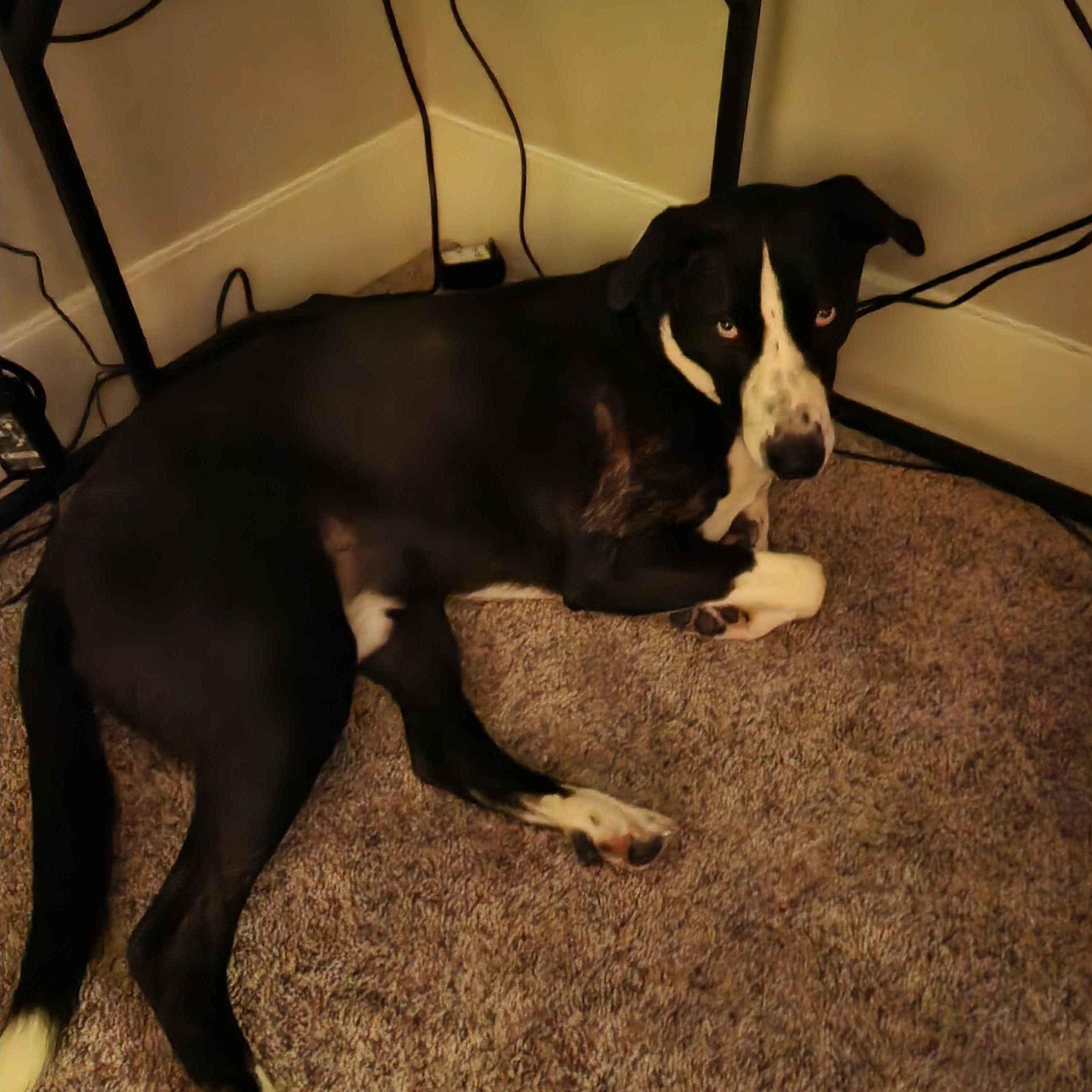 all the places to lay and he always chooses under one of our desks
