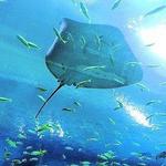 Georgia Aquarium