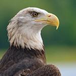 National Eagle Center