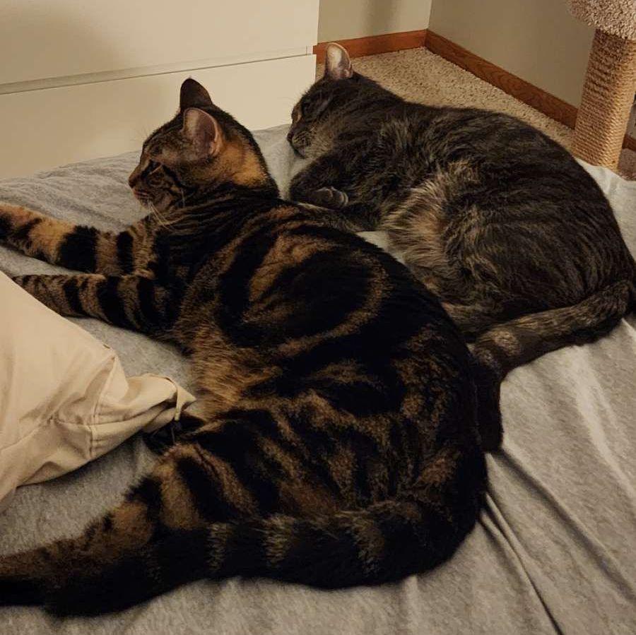 After starting out rocky, our boys becoming cuddle buddies (January 2026)