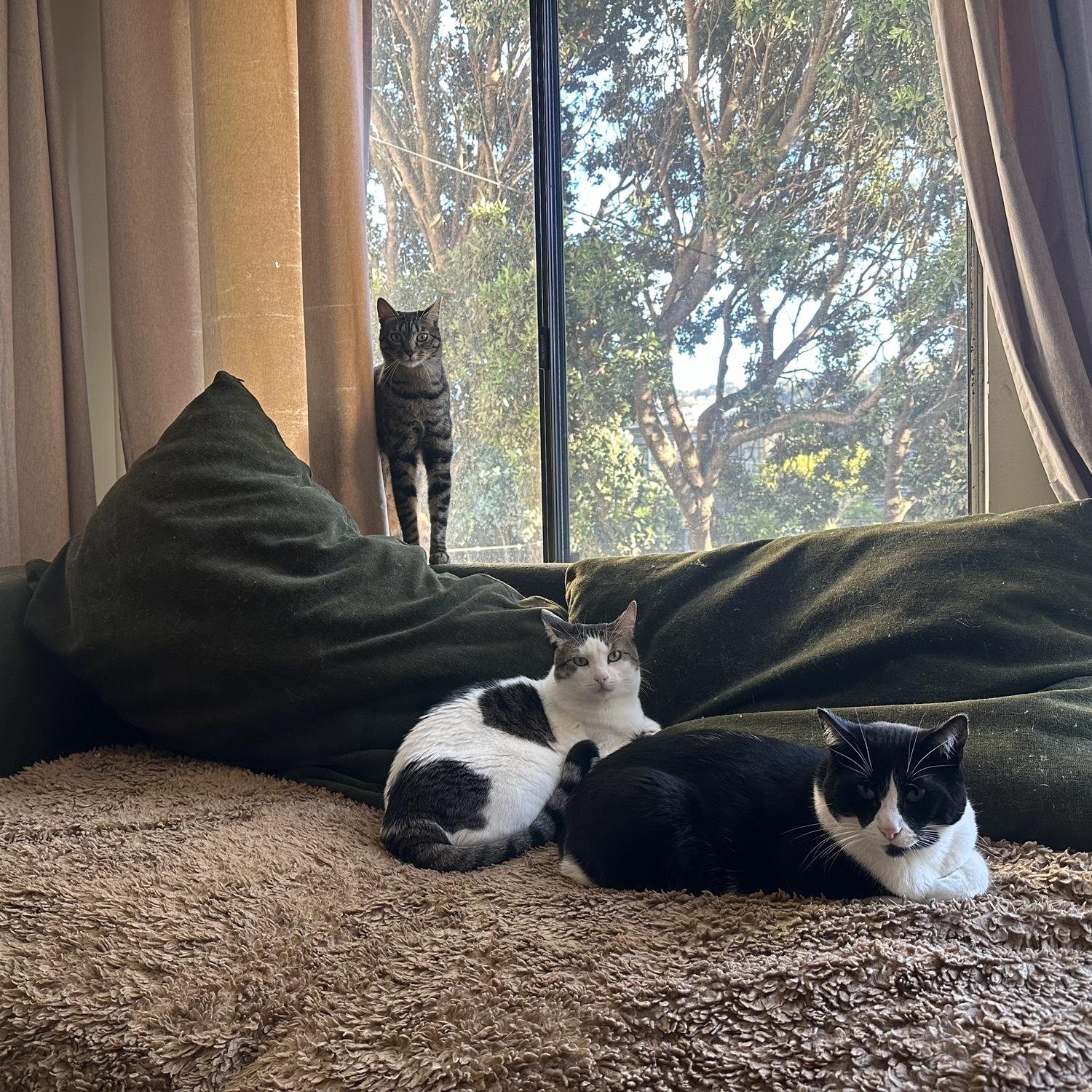Our 3 children: James Turkey, Aurora Beans, and Zucchini!