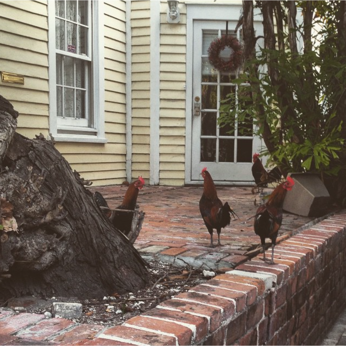 The Infamous Key West Chickens spotted on a morning run