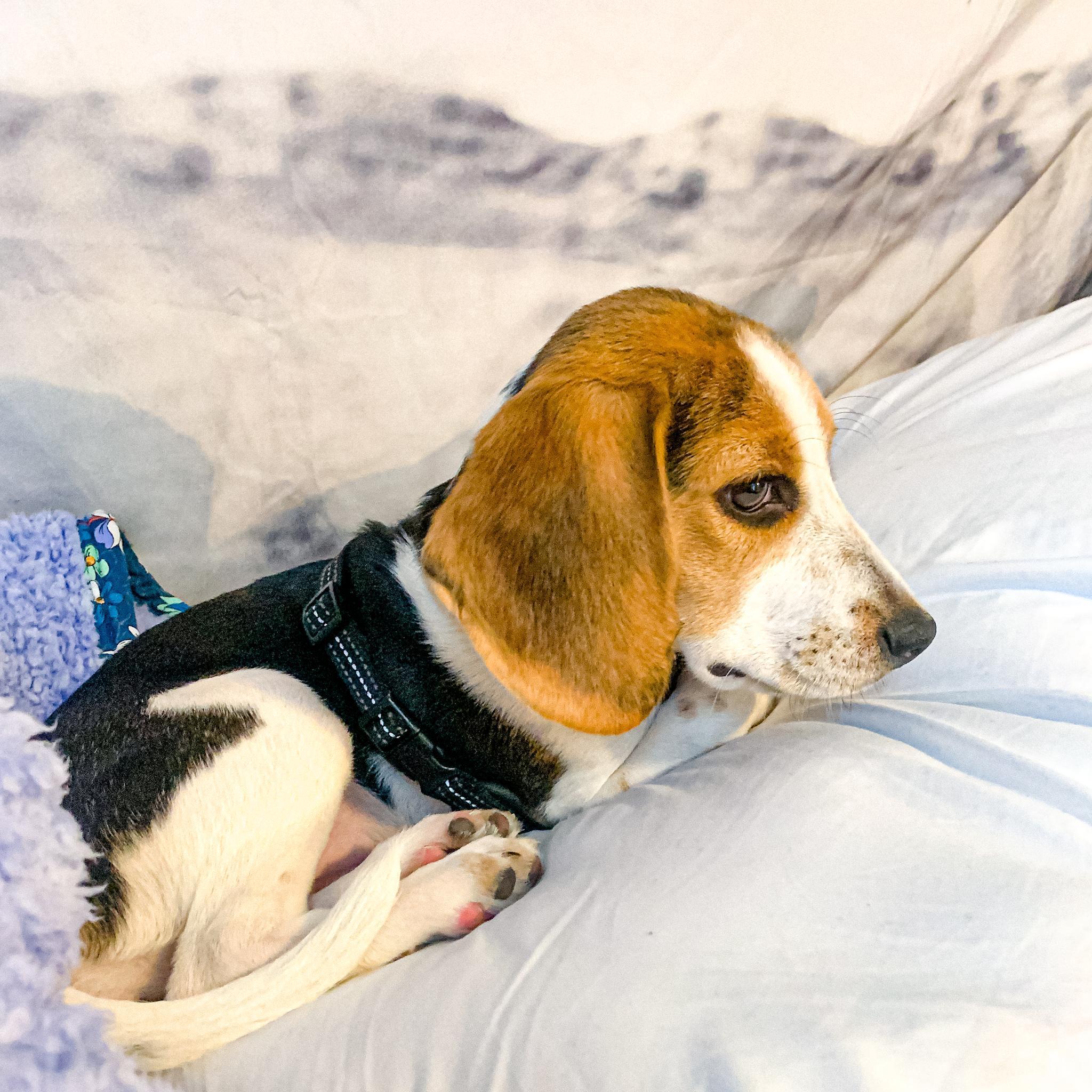 We got our first puppy, Millie on December 26, 2021.