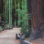 Armstrong Redwoods State Natural Reserve