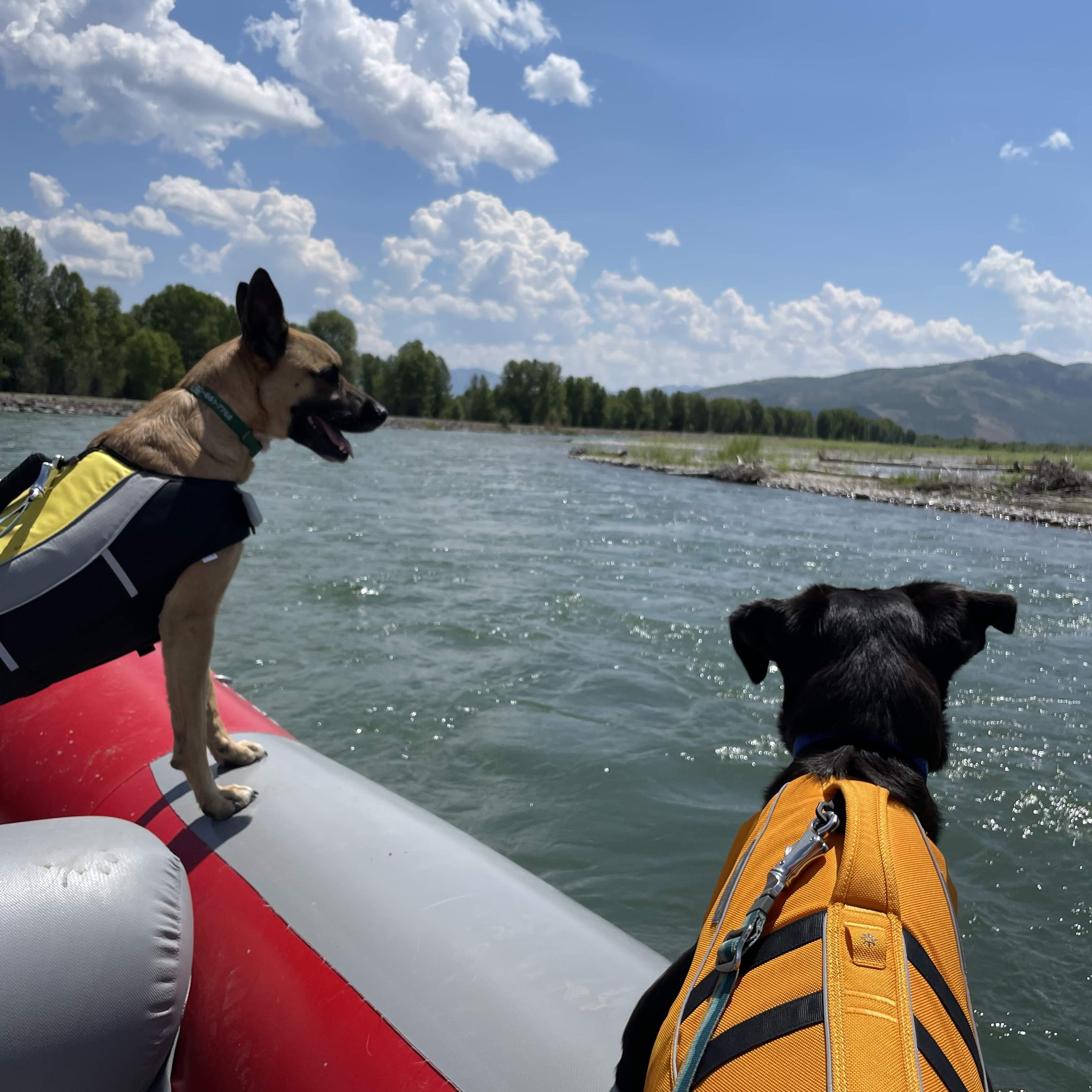 phoenix and eno white water rafting in the tetons