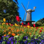 Dutch Windmill