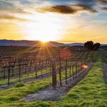 Paso Robles Wine Trail