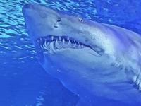 Newport Aquarium
