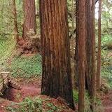 The Forest of Nisene Marks State Park