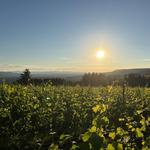 Willamette Valley!