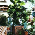 The Plant Place in Cochrane