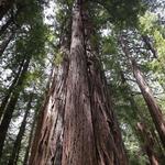 Muir Woods National Monument