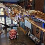 New Bedford Whaling Museum