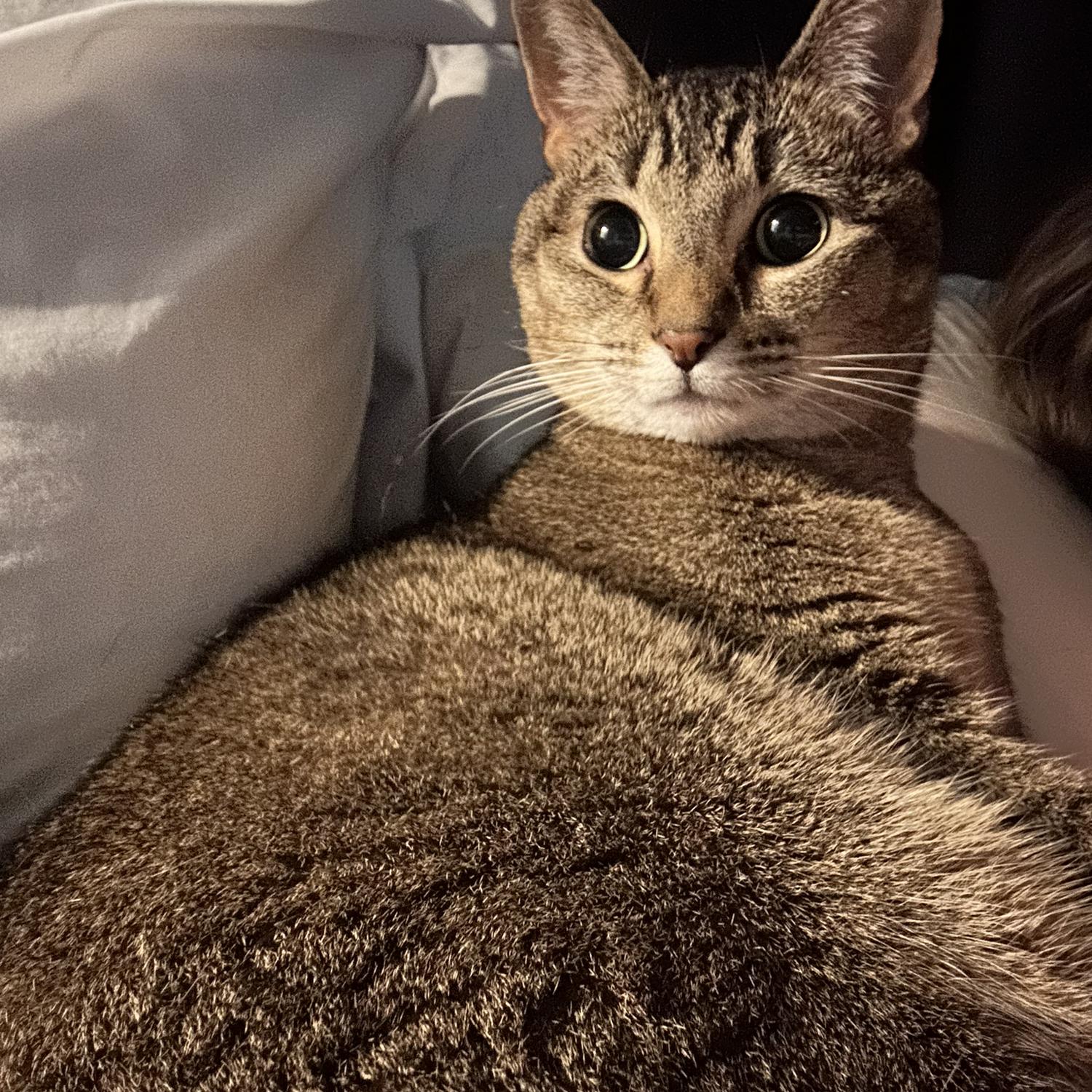 Sweet Finley