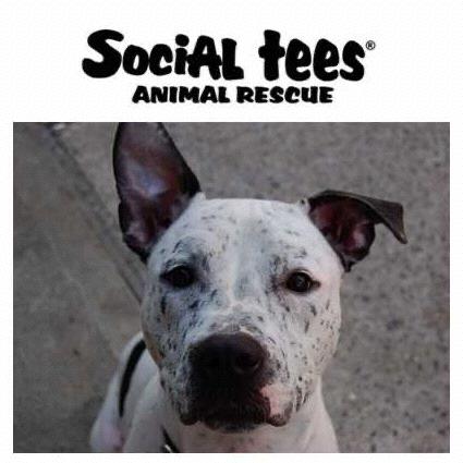 Donation to Social Tees Animal Rescue NYC