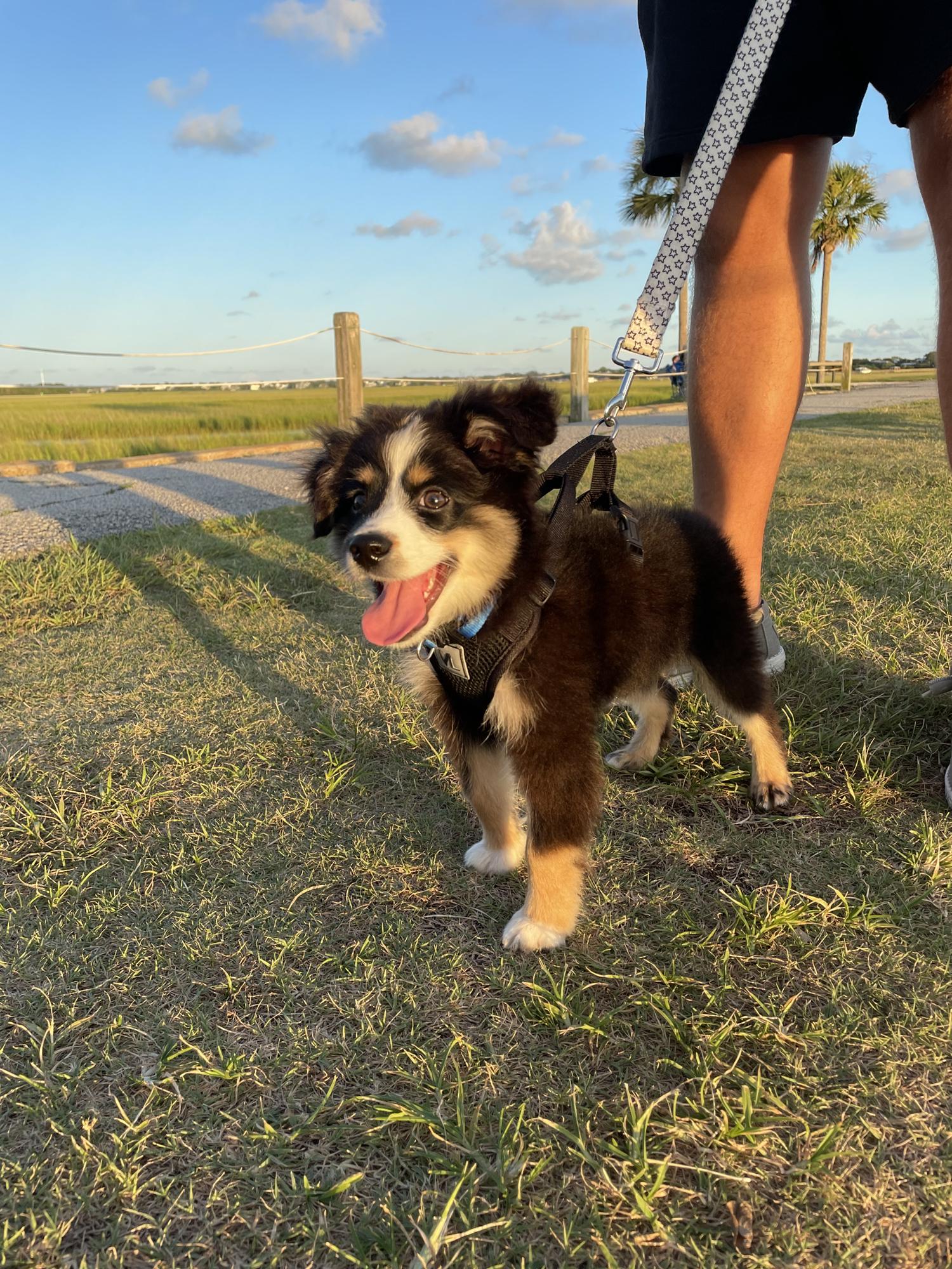 In July, we got a puppy named Charlie!