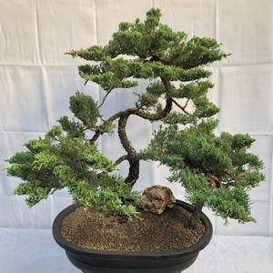 Bonsai tree fund