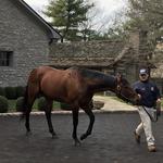 Coolmore (Ashford Stud)