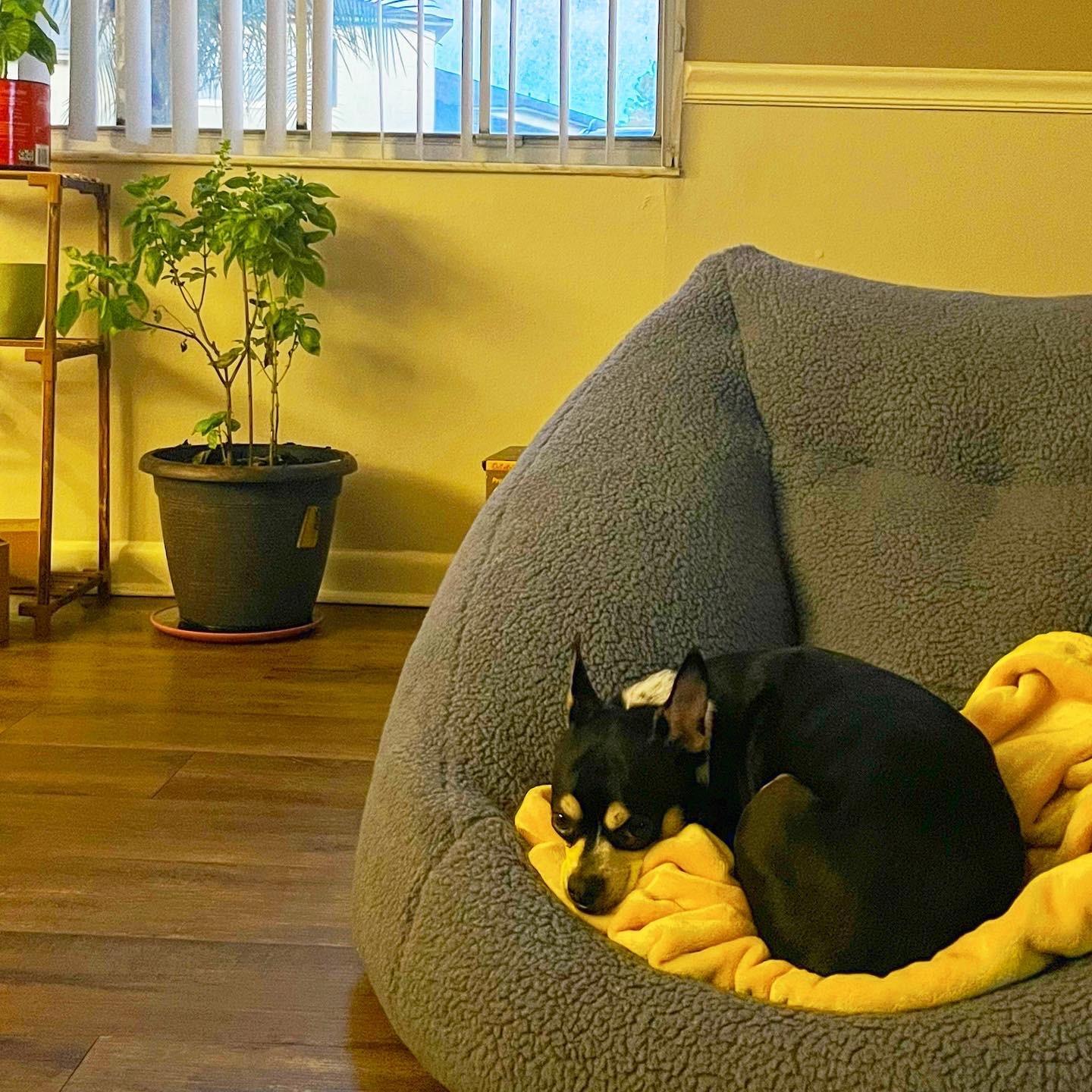 Adopted Simba a week after moving! He's a Chihuahua/Boxer mix. (7/30/22)