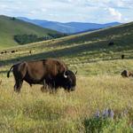 Bison Range
