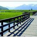 Potter Marsh Bird Sanctuary(FREE)