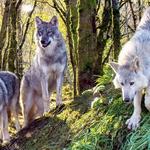 Wild Ireland