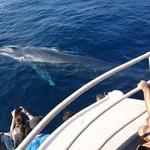 Whale watching