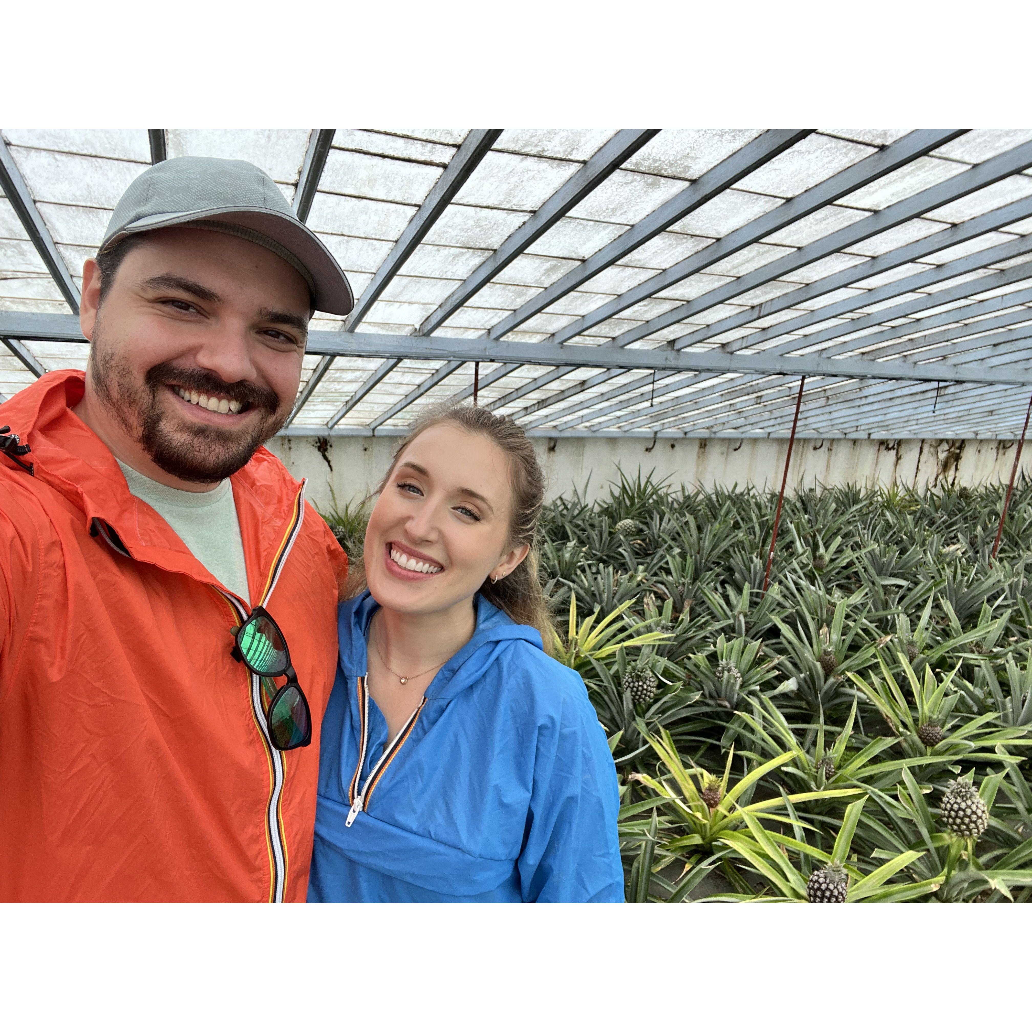 Pineapple Farm in Sao Miguel