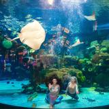The Aquarium at The Silverton
