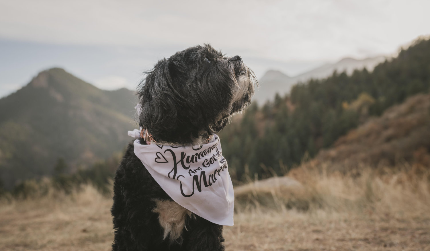 Footer image