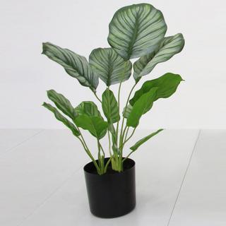 Faux Potted Marantaceae