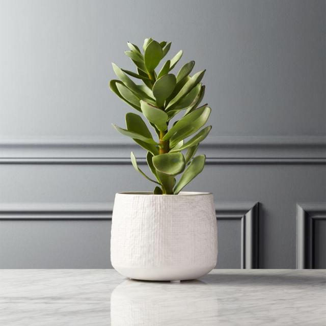 CB2 Potted Faux Succulent White Pot
