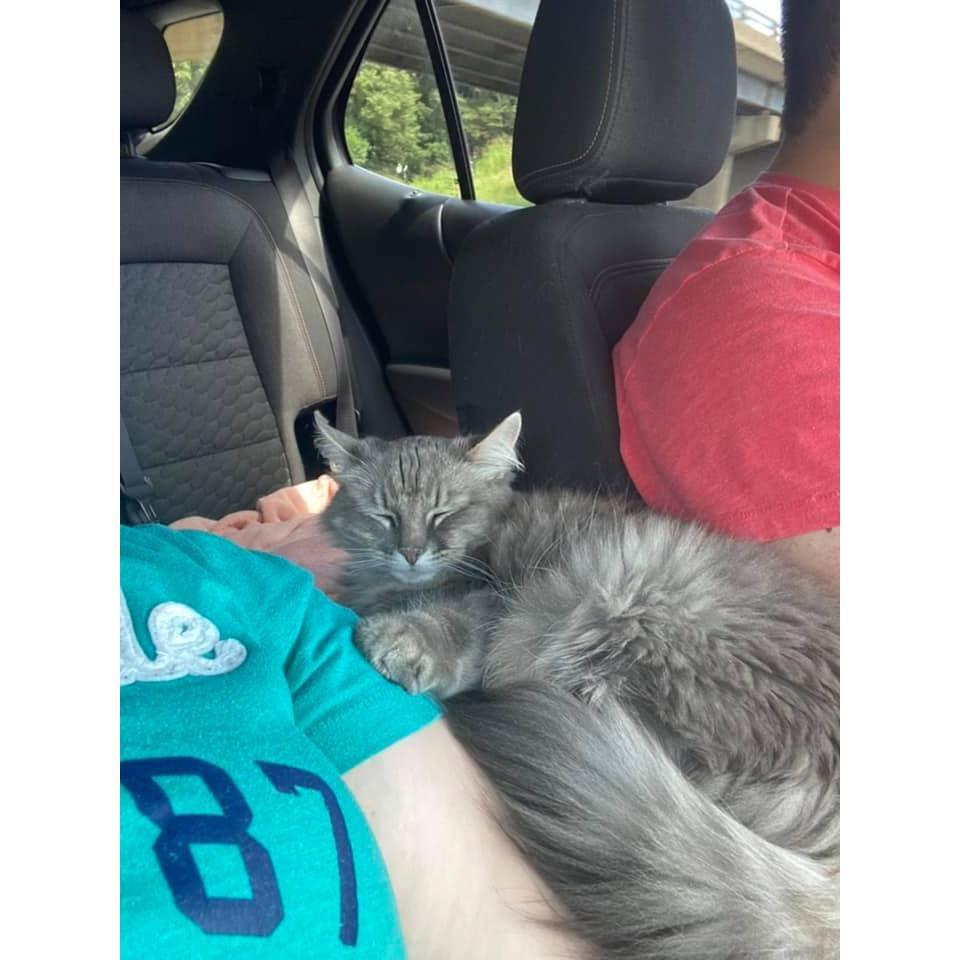 June 26, 2021: Brittany and Vincent made the first trip from NY to TX to move Brittany's things, including her cat, Kitty.