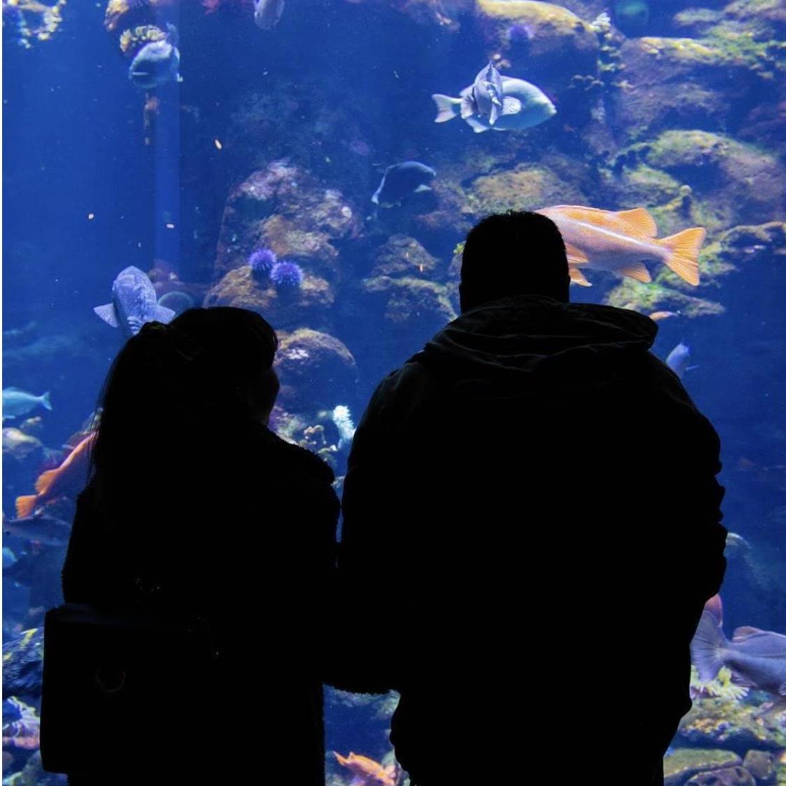 California Academy of Sciences!