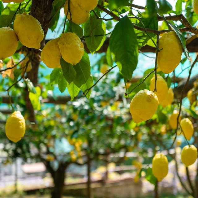 Amalfi Lemon Experience