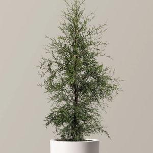 Cedar tree for our balcony