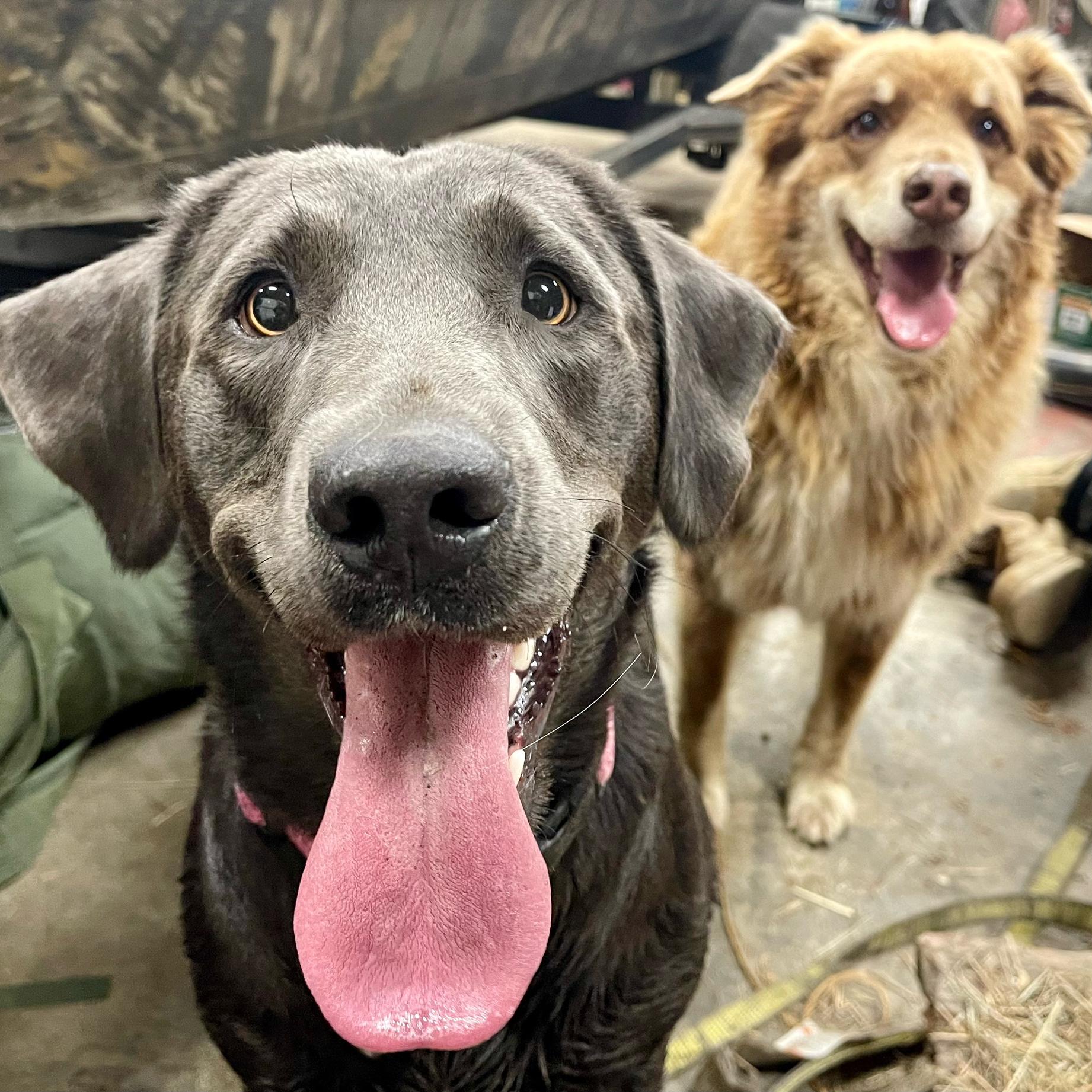 Our fur babies Timber and Hank
