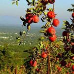 Carter Mountain Orchard and County Store