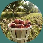 Blossom Valley Orchards