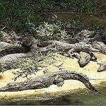 Kalimba Reptile Park